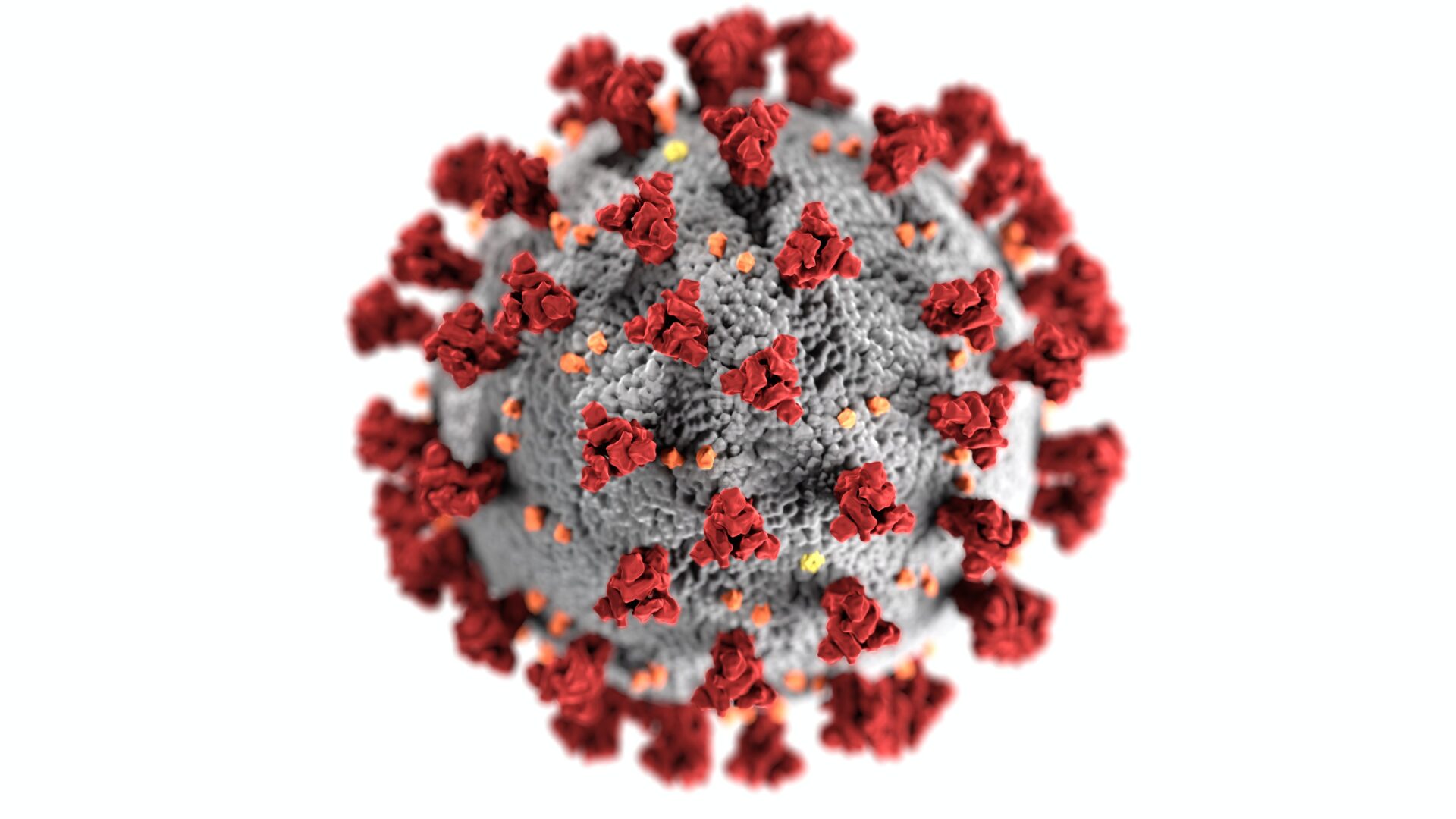 coronavirus graphic from CDC